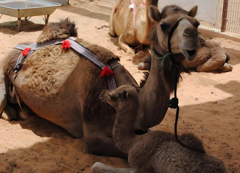 Camel Market Al Ain UAE © HPF