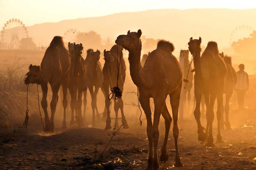 Pushkar Camel Fair, Rajasthan, India