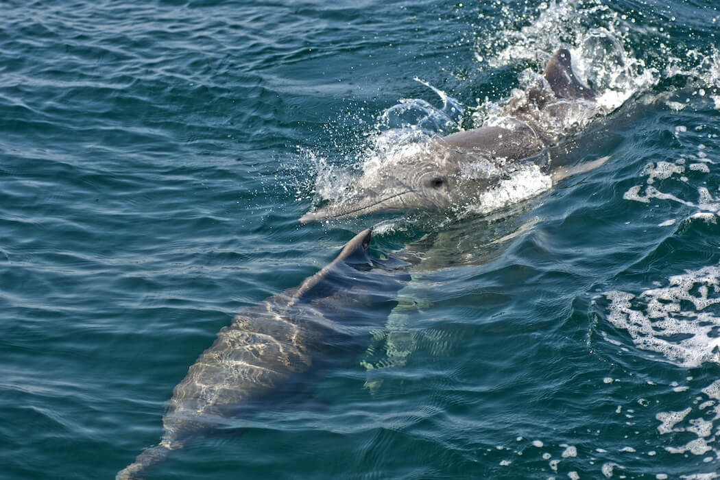 Dolphin spotting on a family holiday to Oman