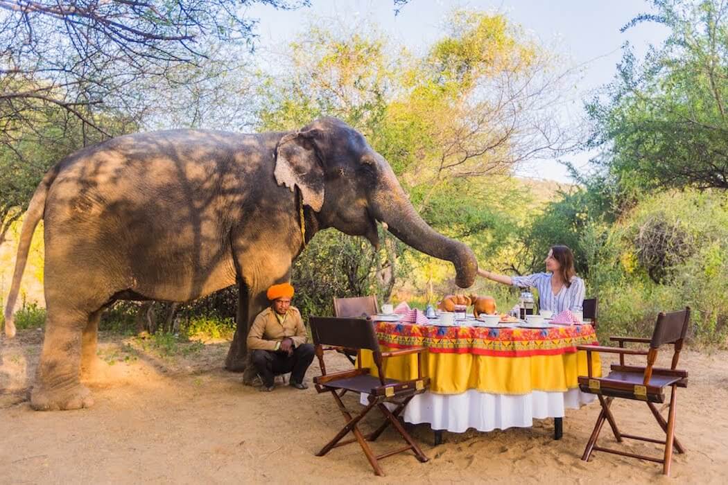 Elephant Encounter at Dera Amer Elephant Camp on a family holiday to Rajasthan, India