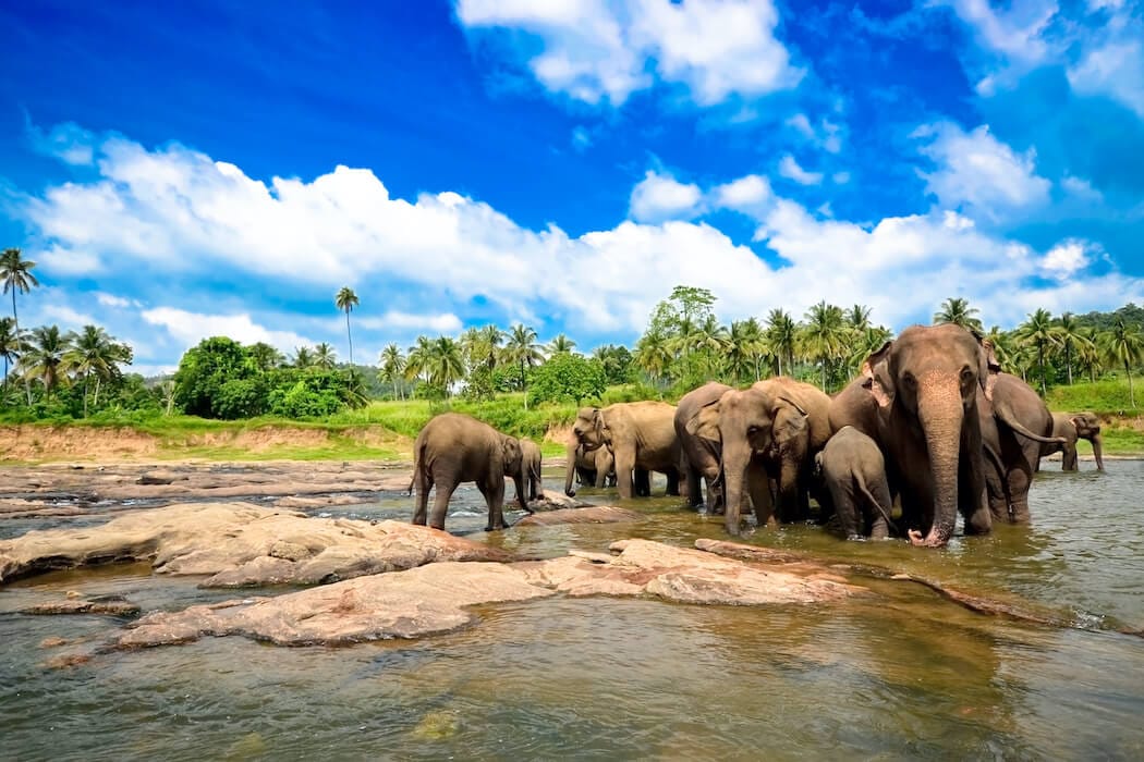 Spot elephants on a jeep safari on a family holiday to Sri Lanka