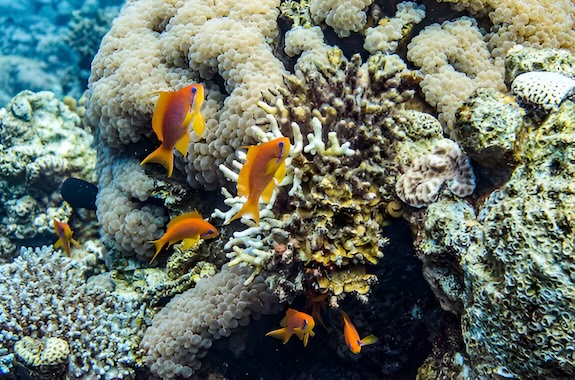 Where to travel in Jordan - Red Sea (snorkelling in Aqaba) DT 151986878