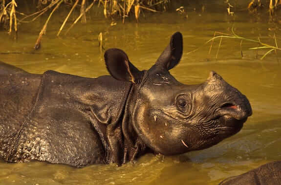 Where to travel in Nepal - Chitwan National Park (Greater One-horned Rhinoceros) Nepal DT 13009265