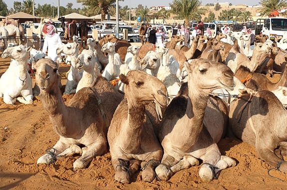 Where to travel in Saudi Arabia Al Qassim (©️ HPF) 2