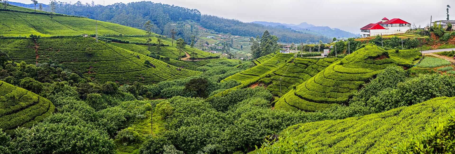 Where to travel in Sri Lanka's Hill Country (Tea plantation) Sri Lanka DT 57452198