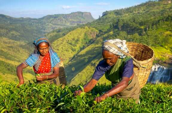 Where to travel in Sri Lanka's Hill Country (women tea pickers. Tea planation) Sri Lanka DT 45371013