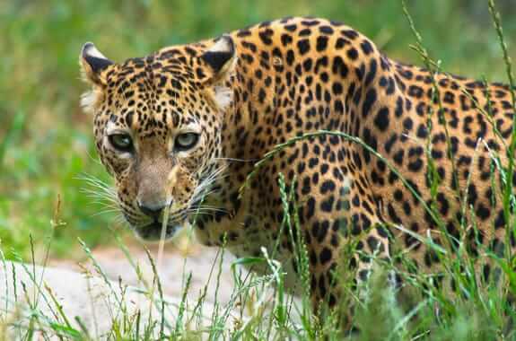 Where to travel in Sri Lanka's wildlife parks (Leopard) DT 2808194