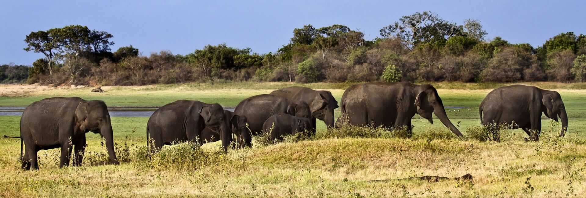 Where to travel in Sri Lanka's wildlife parks (Minneriya National Park) DT 53366896