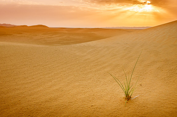 Where to travel in UAE Al Ain and Sir Bani Yas Island DT 130886818