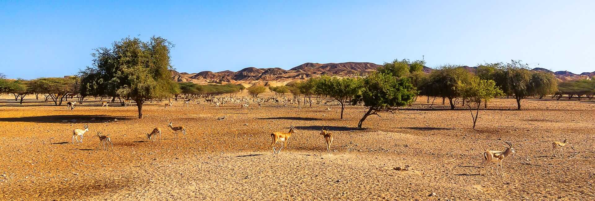 Where to travel in UAE Al Ain and Sir Bani Yas Island DT 136542838