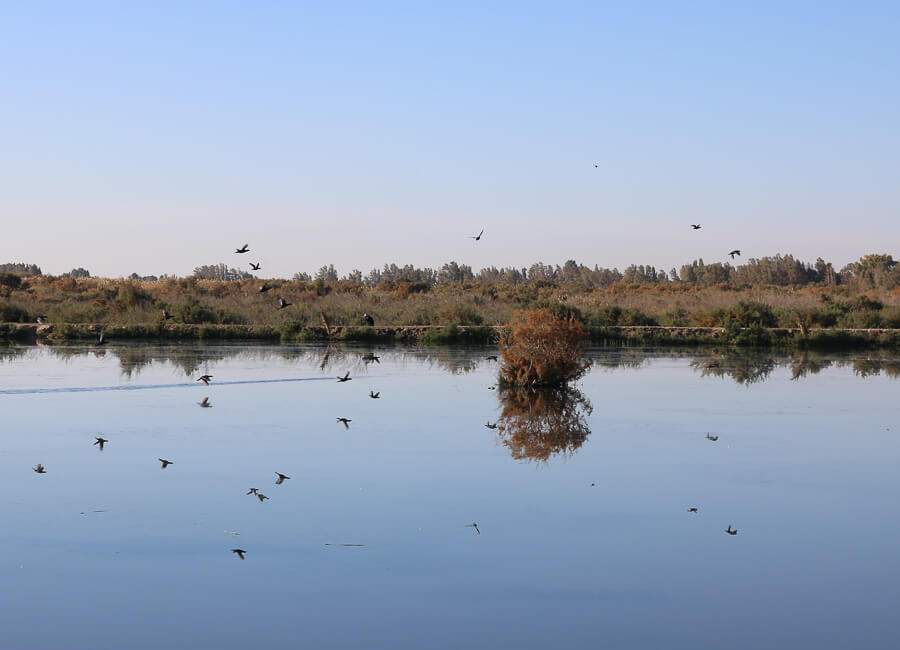 Azraq (Azraq Wetland Reserve) Jordan DT 169216288