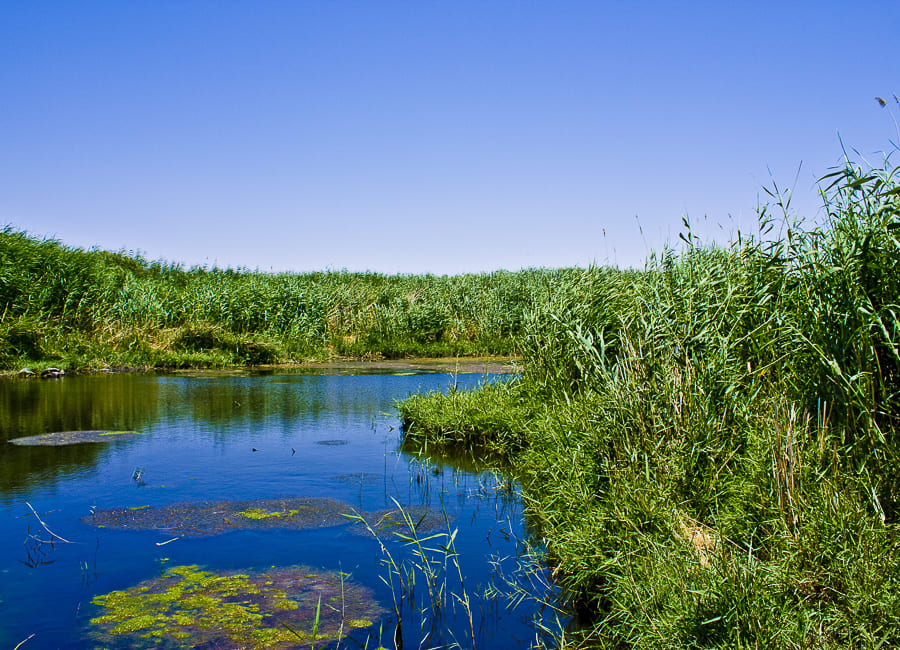 Azraq (Azraq Wetland Reserve. Azraq Oasis) Jordan DT 13875260