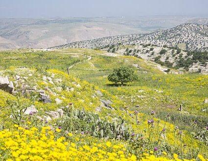 Beit Al Baraka Umm Qais Jordan (cover image) DT 53549686