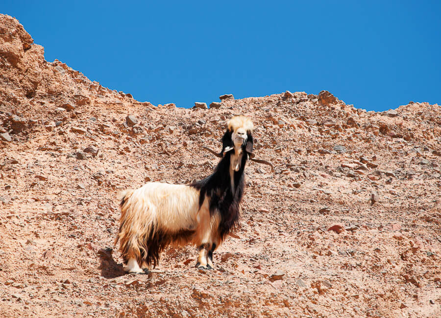Dana (Dana National Park. mountain goat) Jordan DT 90222843
