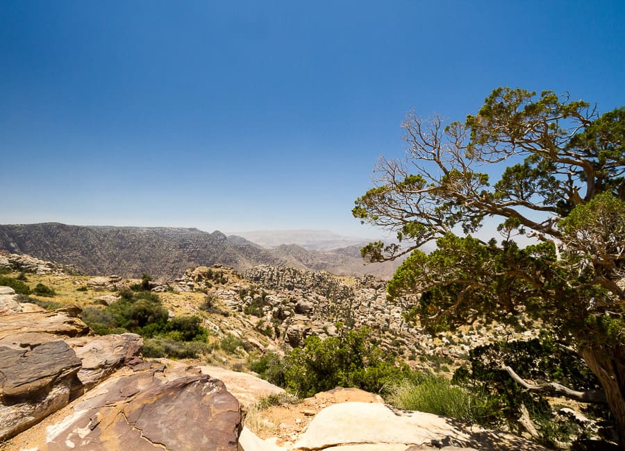 Dana (Rummana Camp) Jordan DT 45305609