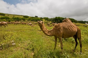 Dhofar (Camels near Salalah) Oman DT 12250368