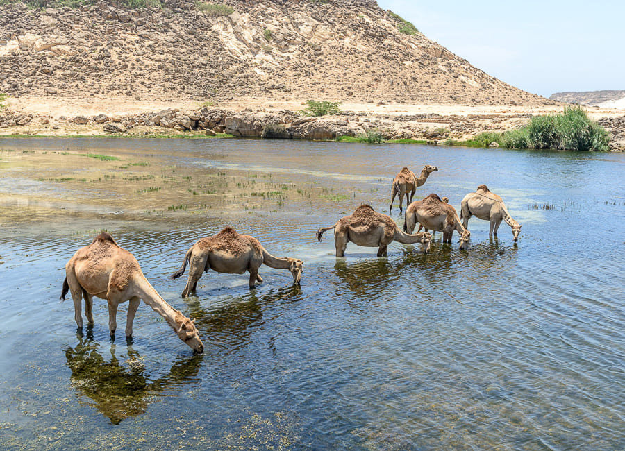 Dhofar (Taqah. Wadi Darbat) Oman DT 40826804