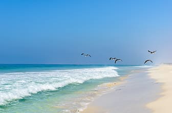 Dhofar (beach near Salalah) Oman DT 40470770