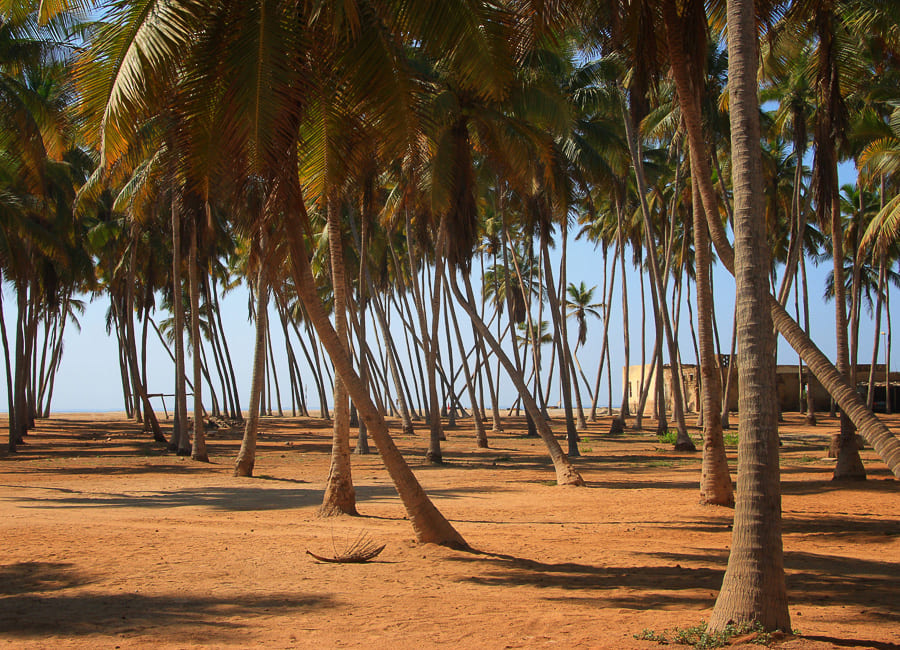 Dhofar (palm trees near Salalah) Oman DT 18746947