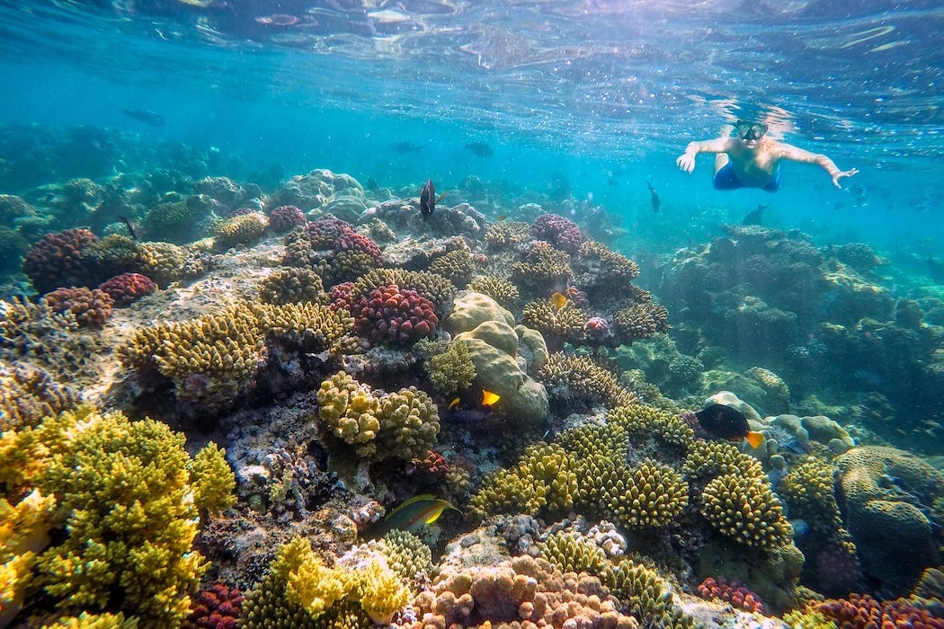 Discover Jordan Under the Red Sea (snorkeling)