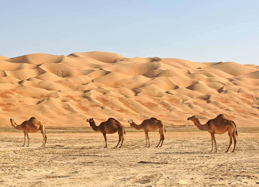 Empty Quarter (Rub' al Khali) Oman DT 15966019