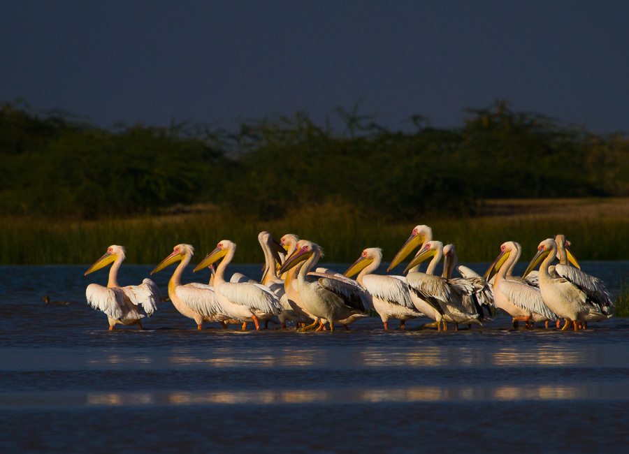 Gujarat (Little Rann of Kutch - Rosy Pelicans) India DT 185505369