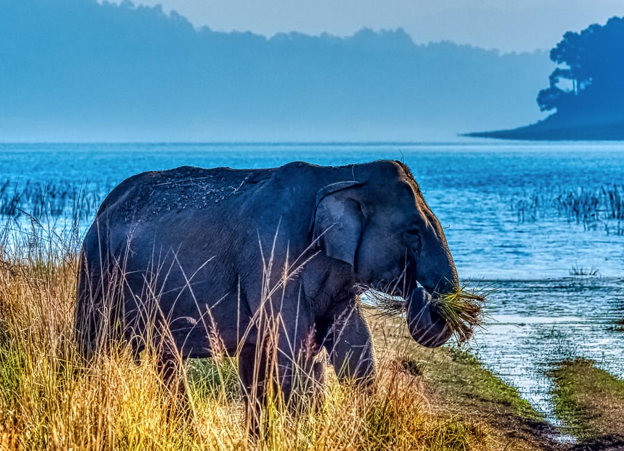 Jim Corbett National Park (Elephant and Ramganga Reservoir) India DT 141492416