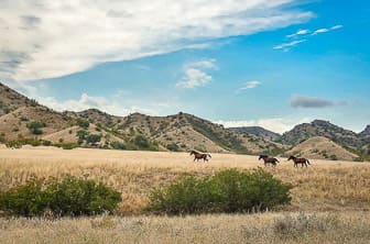Kakheti (Vashlovani National Park) Georgia DT 127282857
