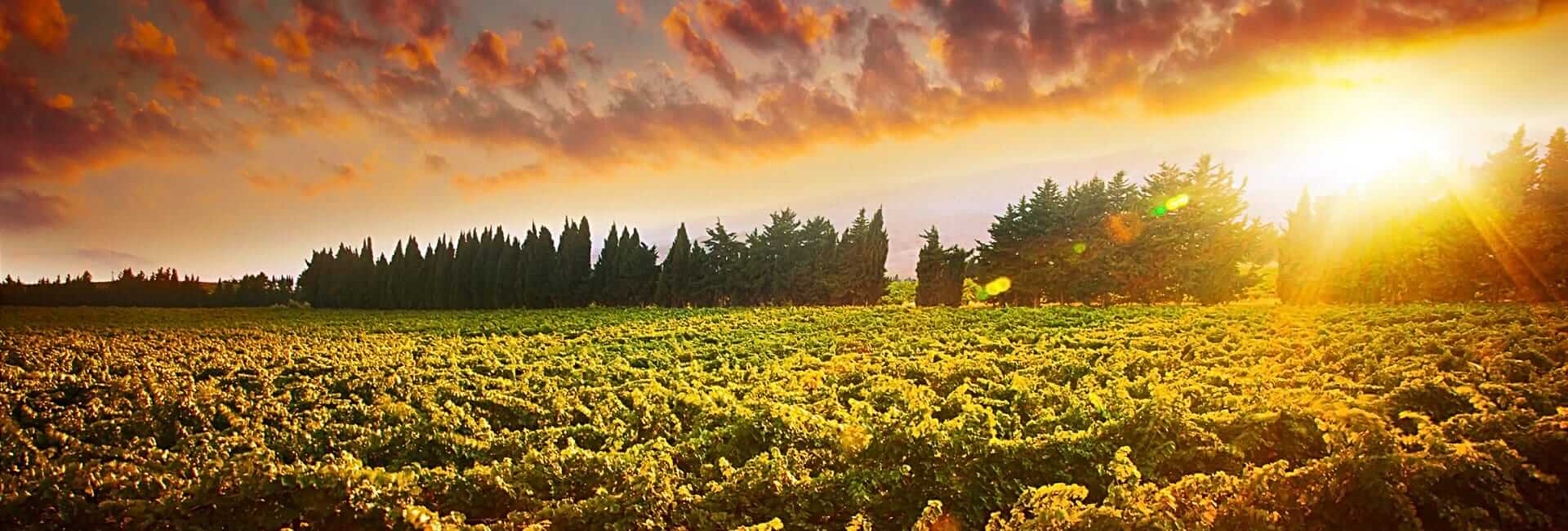 Lebanon Summer Holiday - private Lebanon tour DT 23985720