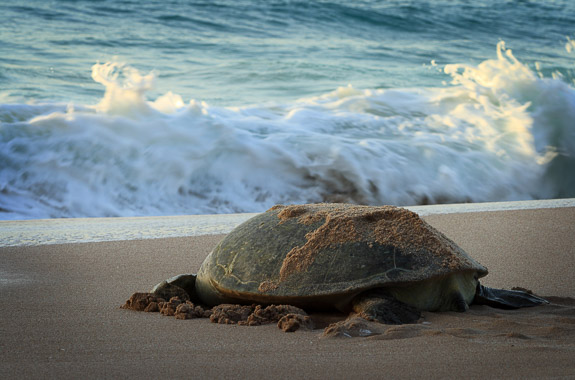 Oman Family Holiday Arabian Nights - tailor-made Oman tour DT 11228755