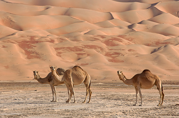 Oman and the Empty Quarter - tailor-made Oman trip DT 15966039