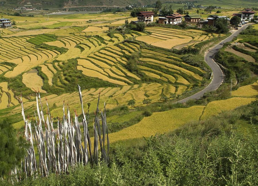 Punakha (Paddy fields) Bhutan DT 65720039