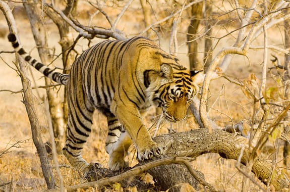 Ranthambore National Park (Tiger) India DT 23110079