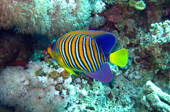 Red Sea (Royal angelfish) Egypt DT 26723418