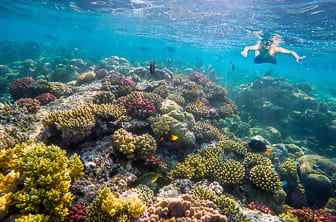 Red Sea (snorkeling) Jordan DT 74481581