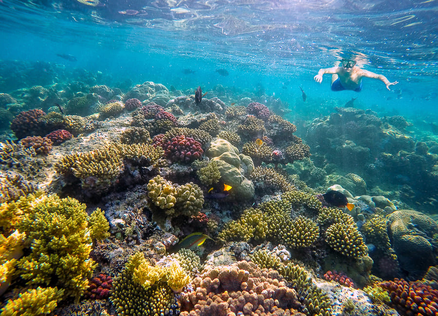 Red Sea (snorkeling) Jordan DT 74481581