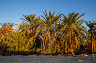 Tozeur Tunisia-4 © Bennetts