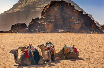 Wadi Rum (Valley of the Moon camels) Jordan DT 89084233