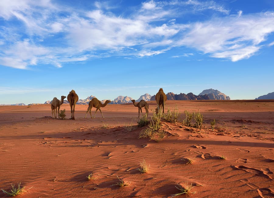 Wadi Rum (camels) Jordan DT 64871456