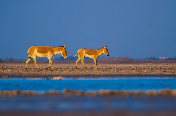 Where to Travel in Gujarat - Little Rann of Kutch DT 185508419
