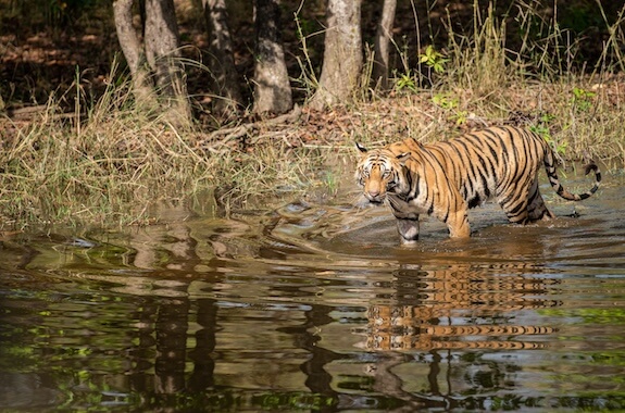 Where to travel - Tiger Reserves of Central India (Bandhavgarh National Park) DT 176803986