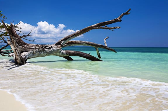 Where to travel in South India - Andaman Islands (Havelock Island) DT 16504696