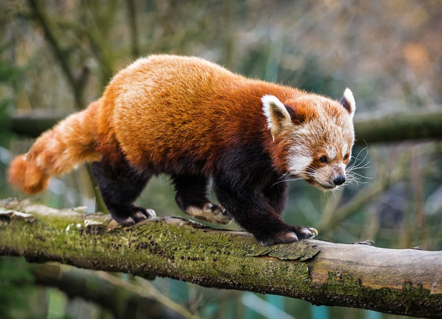 a. general (Red Panda) Bhutan DT 36411584