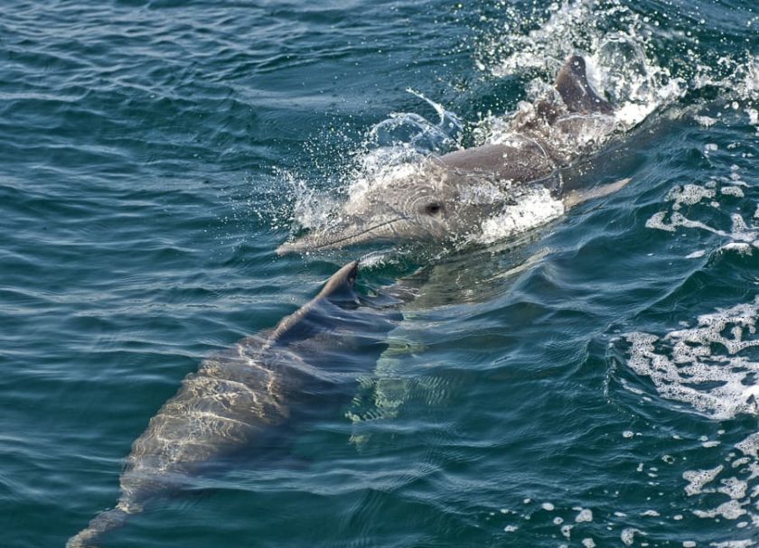 a. general (wildlife Bottlenose Dolphin) Oman DT 31794794