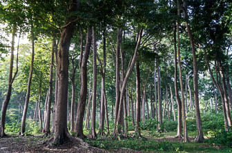 Andaman Islands (Havelock Island) DT 114642340