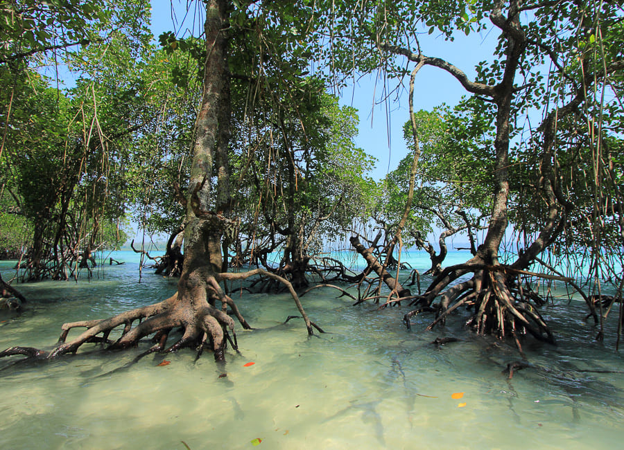 Andaman Islands (Havelock Island) DT 25098996