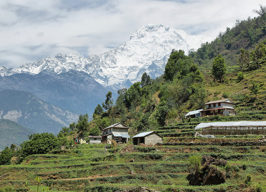 Annapurna (Tolka village. Mt Annapurna South) Nepal DT 74656542