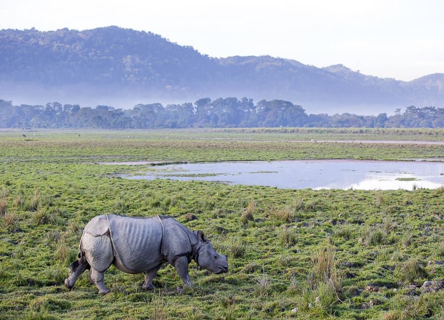 Assam ( Kaziranga National Park) India DT 47054450