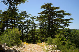 Batroun (Tannourine Cedar Forest Nature Reserve) Lebanon DT 14602302