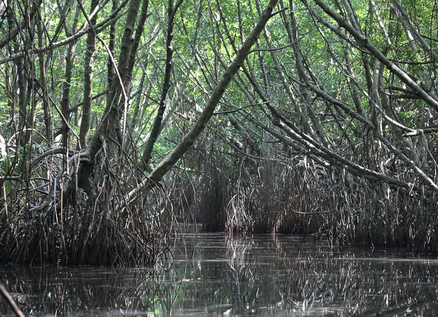 Bentota (Bentota River. mangrove) Sri Lanka DT 42702292